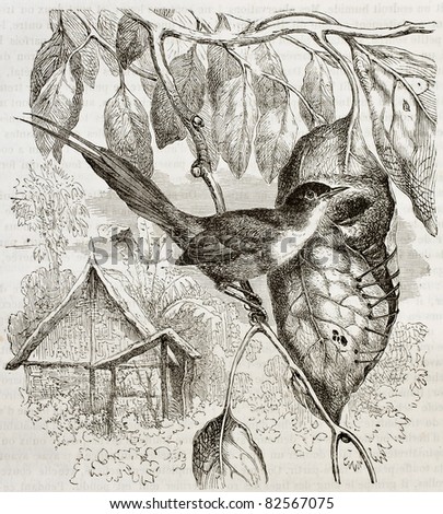 Common Tailorbird old illustration (Locustella naevia). Created by Kretschmer, published on Merveilles de la Nature, Bailliere et fils, Paris, 1878