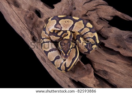 Baby Ball or Royal Python, Fire morph, on a piece of wood, on a black background