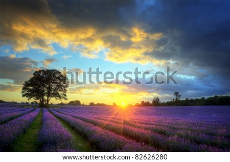 Beautiful image of stunning sunset with atmospheric clouds and sky over vibrant ripe lavender fields in English countryside landscape Royalty-Free Stock Photo #82626280