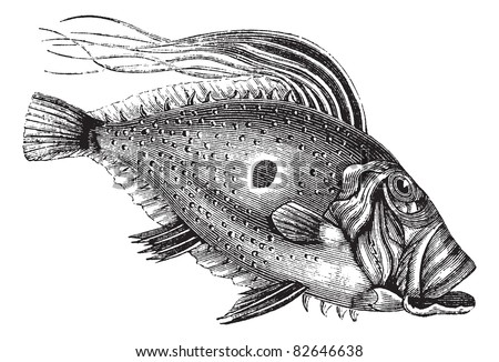 John Dory or Saint Pierre Fish or Saint Peter Fish or Zeus faber, vintage engraving. Old engraved illustration of a John Dory fish. Trousset encyclopedia (1886 - 1891).