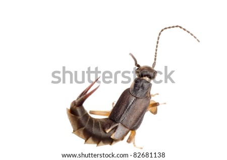 insect earwig bug isolated on white