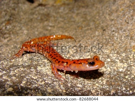 Cave Salamander, Euycea lucifuga