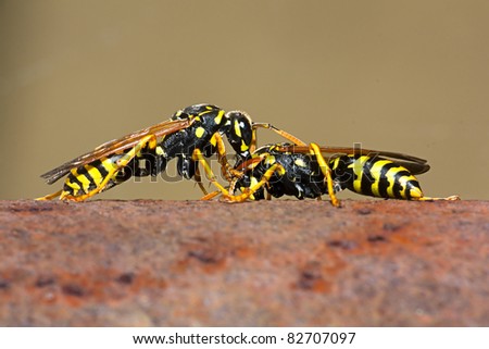 Two european paper wasps wrestling.