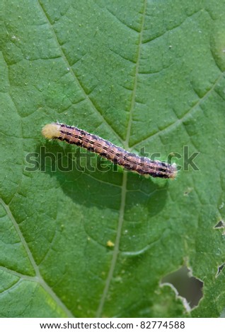 Big caterpillar on a green leaf