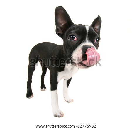 a cute baby boston terrier on a white background