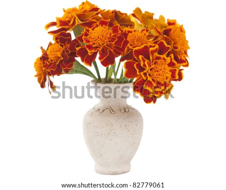 marigold flower on a white background
