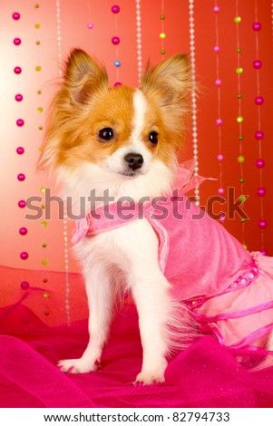 funny little dog in pink dress on red background