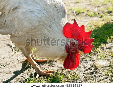 Racy white rooster with a red crest looks in the picture