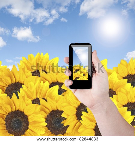 Cell phone in hand take photo of beautiful sunflower field view