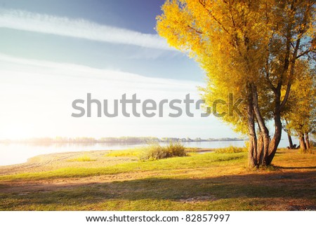 Yellow autumn tree on coast of a river at sunrise