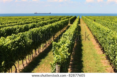 Rows of grape vines reaching out over the lake horizon