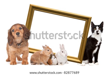 group of pets standing around a golden picture frame in front of a white background