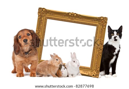 group of pets standing around a golden picture frame in front of a white background