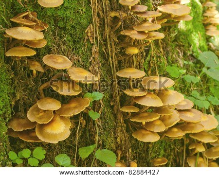 Mushrooms in stump