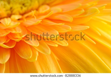Close up of yellow daisy-gerbera's petal.
