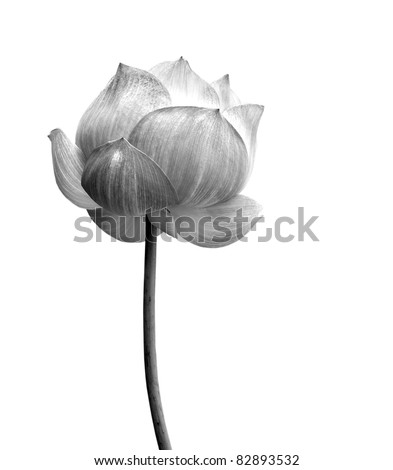 Lotus flower in black and white isolated on white background. Royalty-Free Stock Photo #82893532
