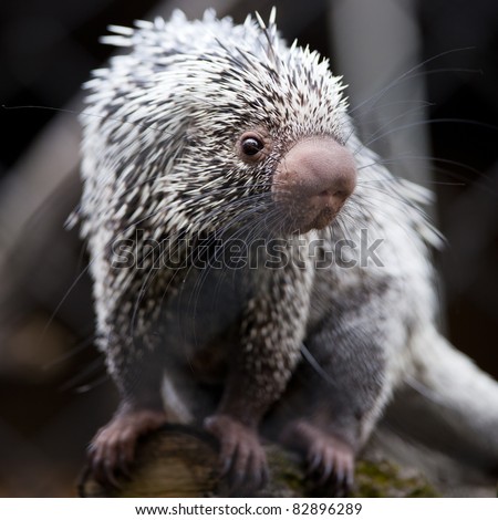 Close-up of a cute Brazilian Porcupine (Coendou prehensilis; shallow DOF)