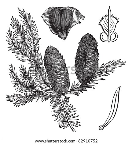 Balsam fir or Abies balsamea, vintage engraving. Old engraved illustration of Balsam fir isolated on a white background. Trousset encyclopedia (1886 - 1891).