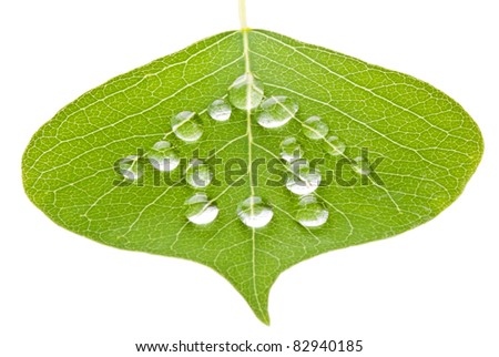 Green house concept, leaf with water drops isolated on white background