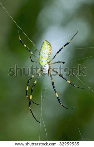 a kind of insects named spider