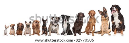 twelve dogs in a row. from small to large.on a white background Royalty-Free Stock Photo #82970506