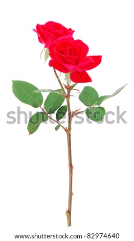 A gardening red roses in gift