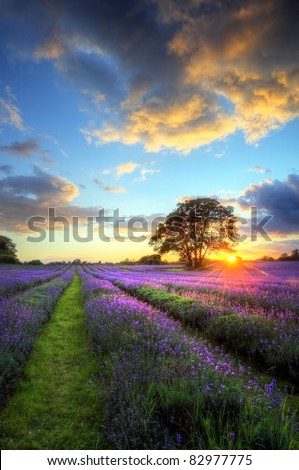Beautiful image of stunning sunset with atmospheric clouds and sky over vibrant ripe lavender fields in English countryside landscape Royalty-Free Stock Photo #82977775