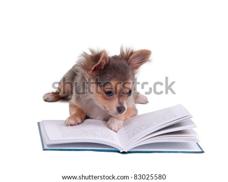 Chihuahua puppy reading a book, isolated on white background