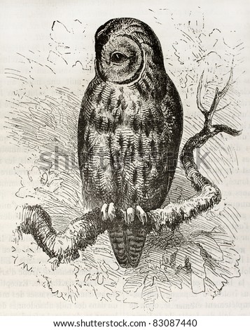Tawny Owl old illustration (Strix aluco). Created by Kretschmer and Wendt, published on Merveilles de la Nature, Bailliere et fils, Paris, 1878