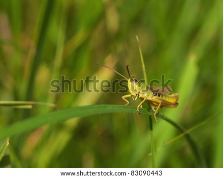 Green Grasshopper with a green background.