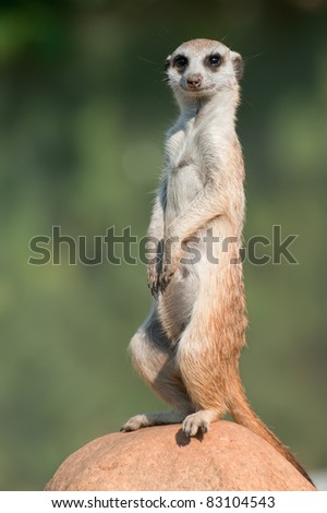Meerkat - (Suricata suricata)