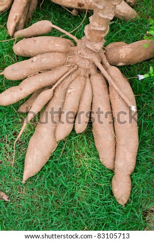 Tapioca Plants Cassava. closeup Useful as background for design-works.