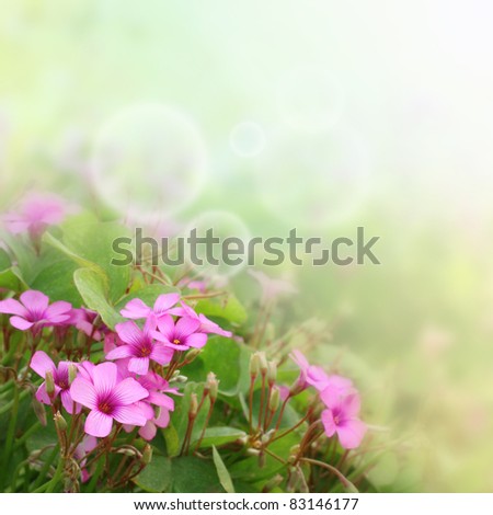 Beautiful purple flowers with a spring time bokeh and sun-flares