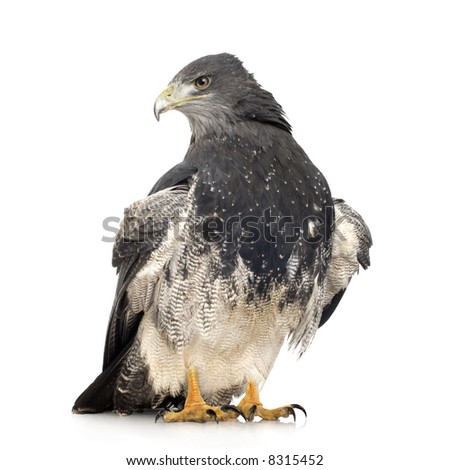 Black-chested Buzzard-eagle () - Geranoaetus melanoleucus in front of a white background