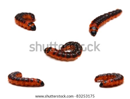 The big red catterpillar of Goat Moth (Cossus cossus), isolated on white