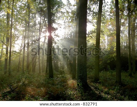 sunbeams in forest
