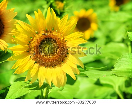 Ripe Sunflower on field in Summer