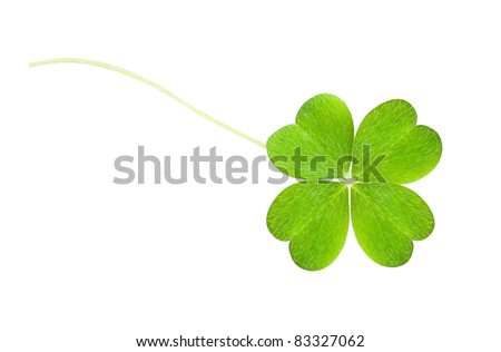 a clover isolated on white