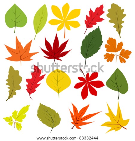 Collection of different autumn leaves