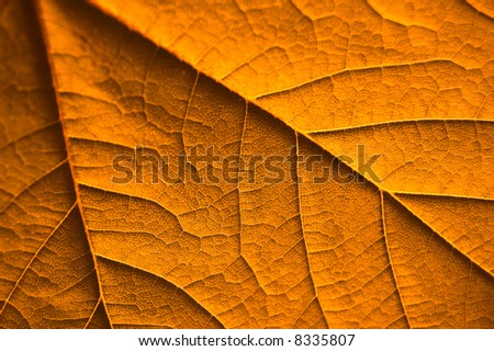 A tactile picture of an autumn leaf in all its glory