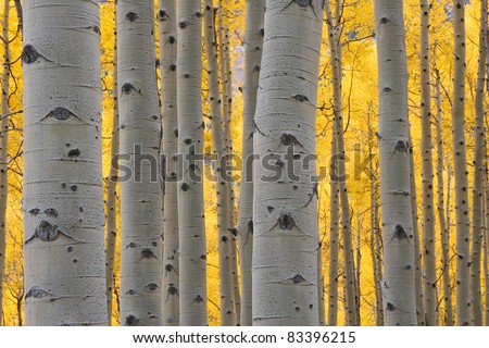 Aspen trees in Autumn, Maroon Bells Wilderness, Aspen Colorado Royalty-Free Stock Photo #83396215