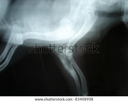 Osteosarkoma on elbow bone by dog, X-ray picture.