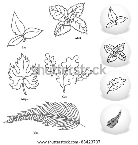 An image of a set of bay, maple, mint, oak, and palm leaves.
