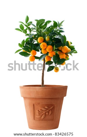 Orange (Citrus Fortunella) tree in Italian style flower pot isolated on white/Little orange tree in flower pot isolated/Little orange tree Royalty-Free Stock Photo #83426575