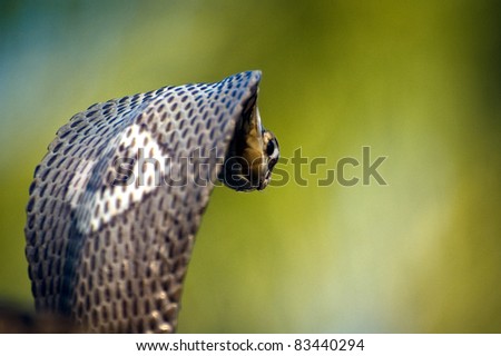 Monocle Cobra