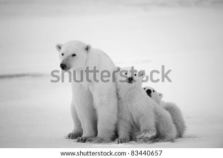 Polar she-bear with cubs. A Polar she-bear with two small bear cubs. Around snow.Black and white photo. Royalty-Free Stock Photo #83440657