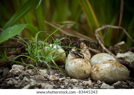 Pythons Hatching in Everglades