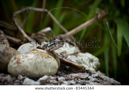 Pythons Hatching in Everglades