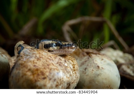 Pythons hatching in the Everglades