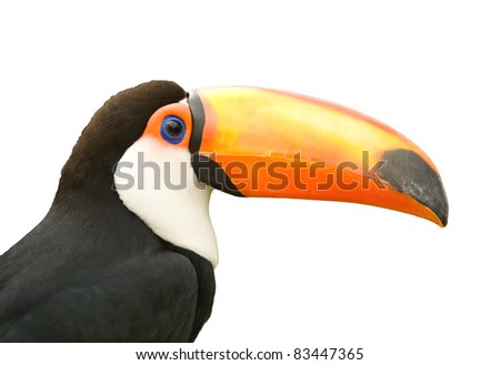 Toco toucan isolated white background.